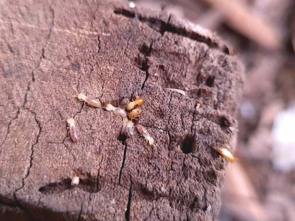 Pest and Termite Treatment Plans That Actually Work


