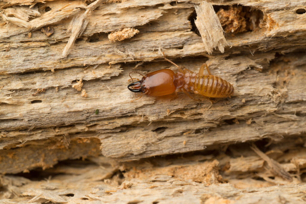 Do You Need a Termite Barrier? Sydney Homeowners’ FAQ