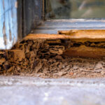 Do You Need a Termite Barrier? Sydney Homeowners’ FAQ