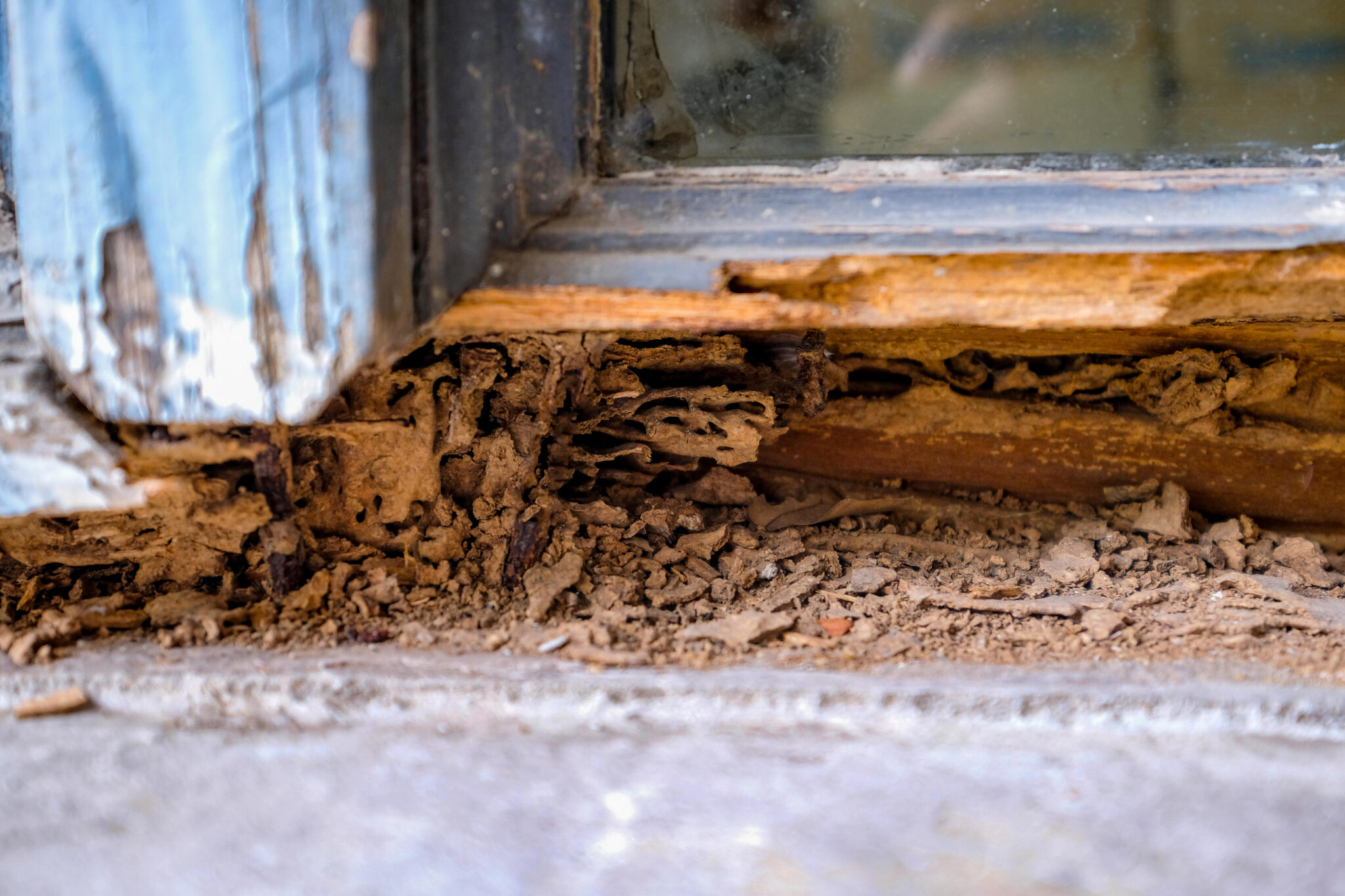 Do You Need a Termite Barrier? Sydney Homeowners’ FAQ