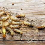 Pest and Termite Treatment Plans That Actually Work