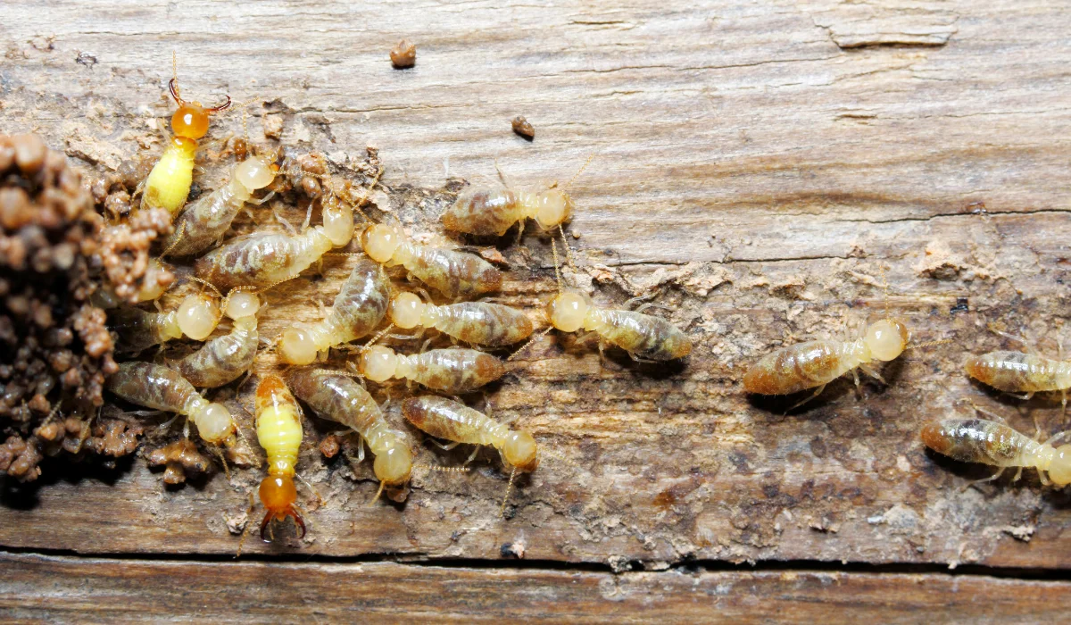 Pest and Termite Treatment Plans That Actually Work