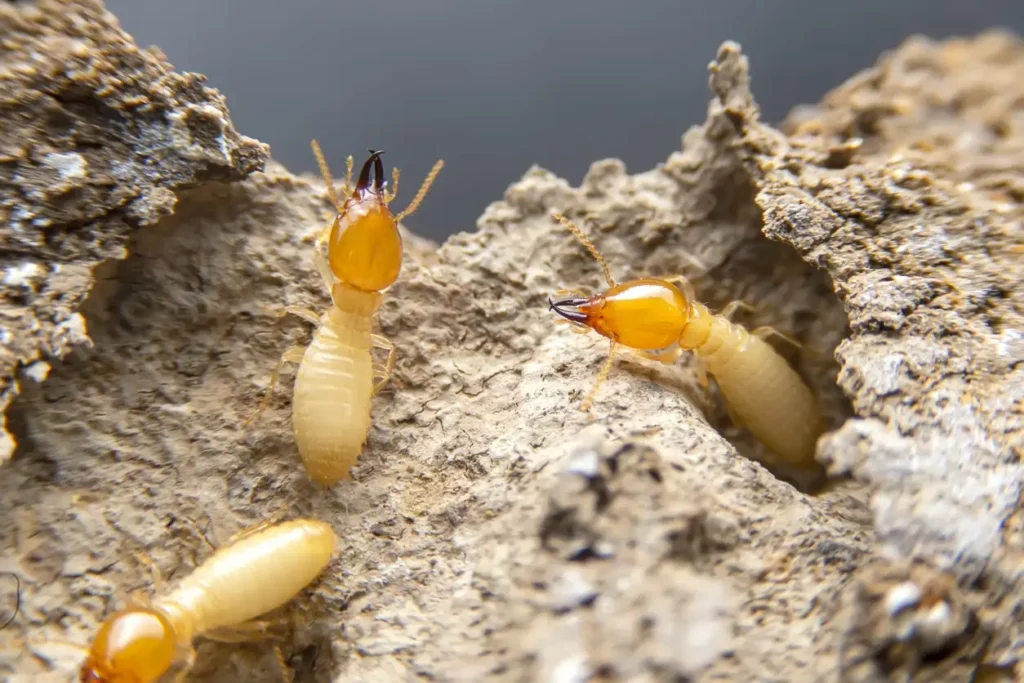 Pest and Termite Treatment Plans That Actually Work

