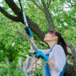 Tree Pruning Near Me: How to Find Reliable Local Services