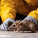 rat removal Sydney