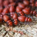 Investing in Long-Term Termite Protection Sydney